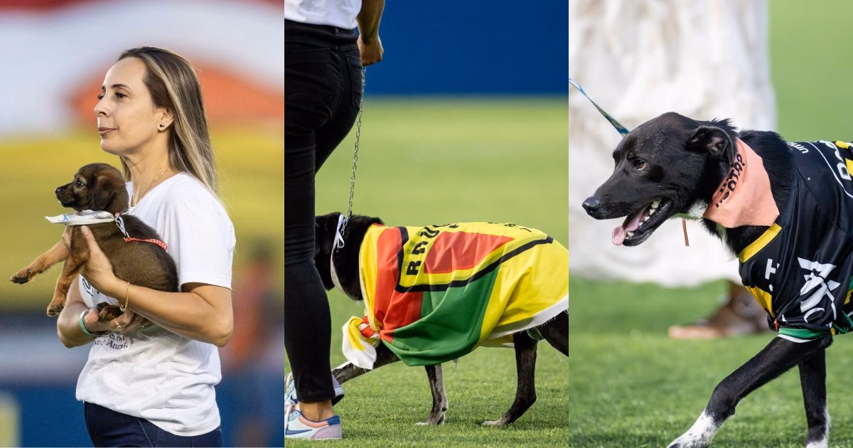 Brusque realizou campanha para arrecadar rações para cães