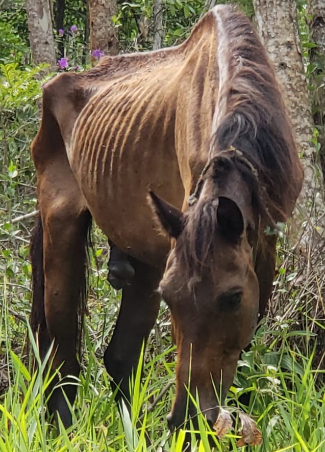 Cavalo abandonado em mata do Poço Fundo morre degolado em acidente