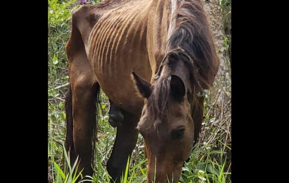 Desnutrido, cavalo é encontrado amarrado em mata do bairro Poço Fundo