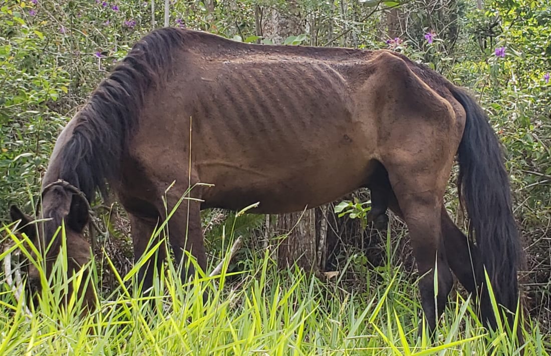 Desnutrido, cavalo é encontrado amarrado em mata do bairro Poço Fundo