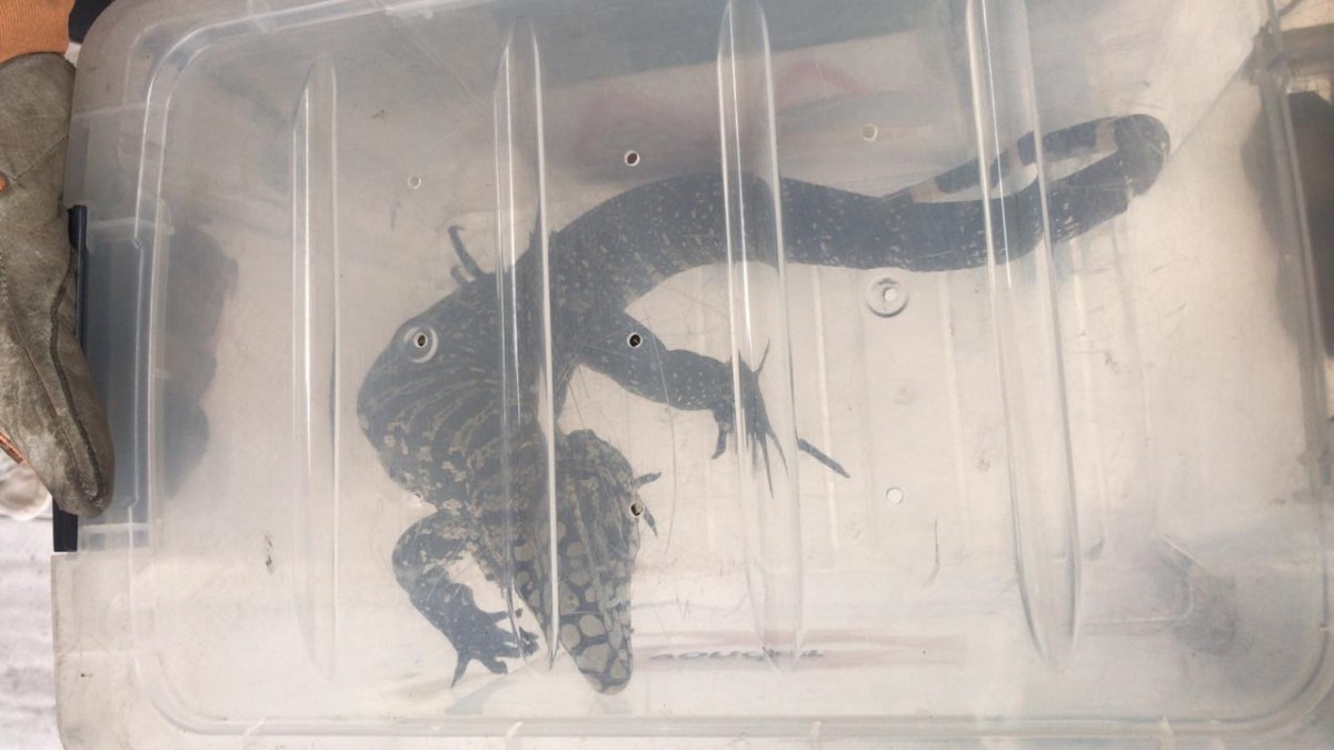 Em duas horas, bombeiros de Brusque capturam dois lagartos - O Munícipio