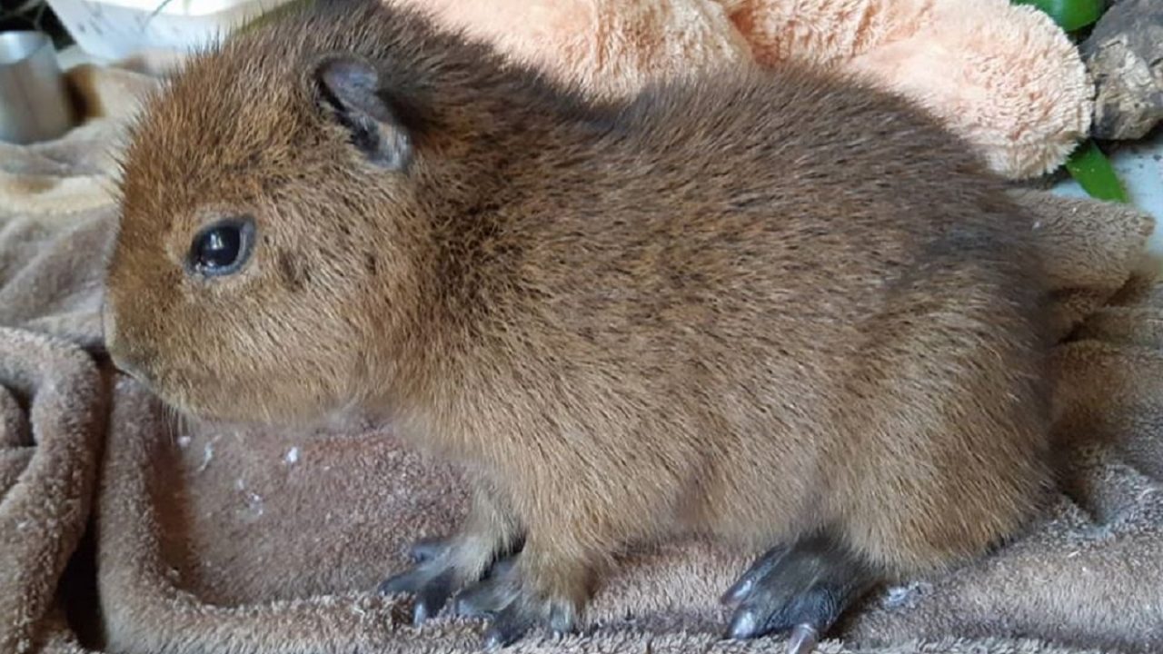 Brusque Mil Grau - Essa filó não é fraca! 😅🤡 #capivara