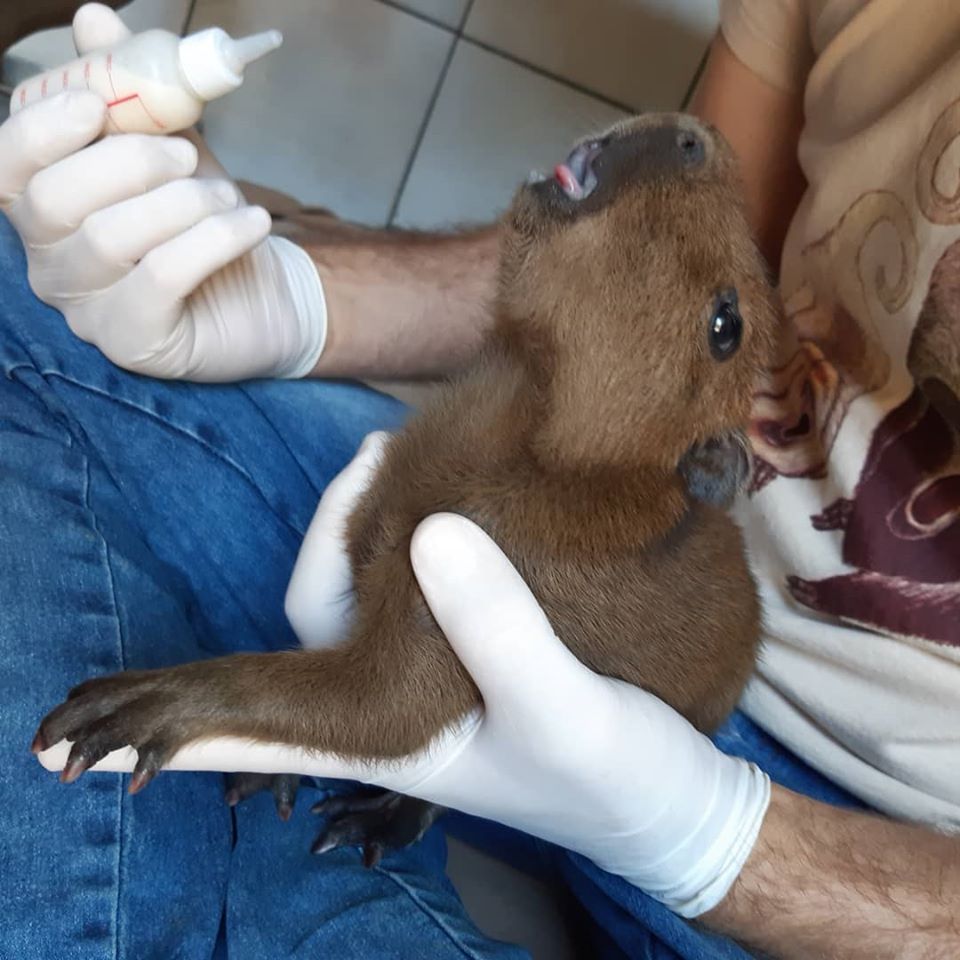 Brusque Mil Grau - Essa filó não é fraca! 😅🤡 #capivara