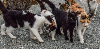 Mulher era chamada de acumuladora de gatos