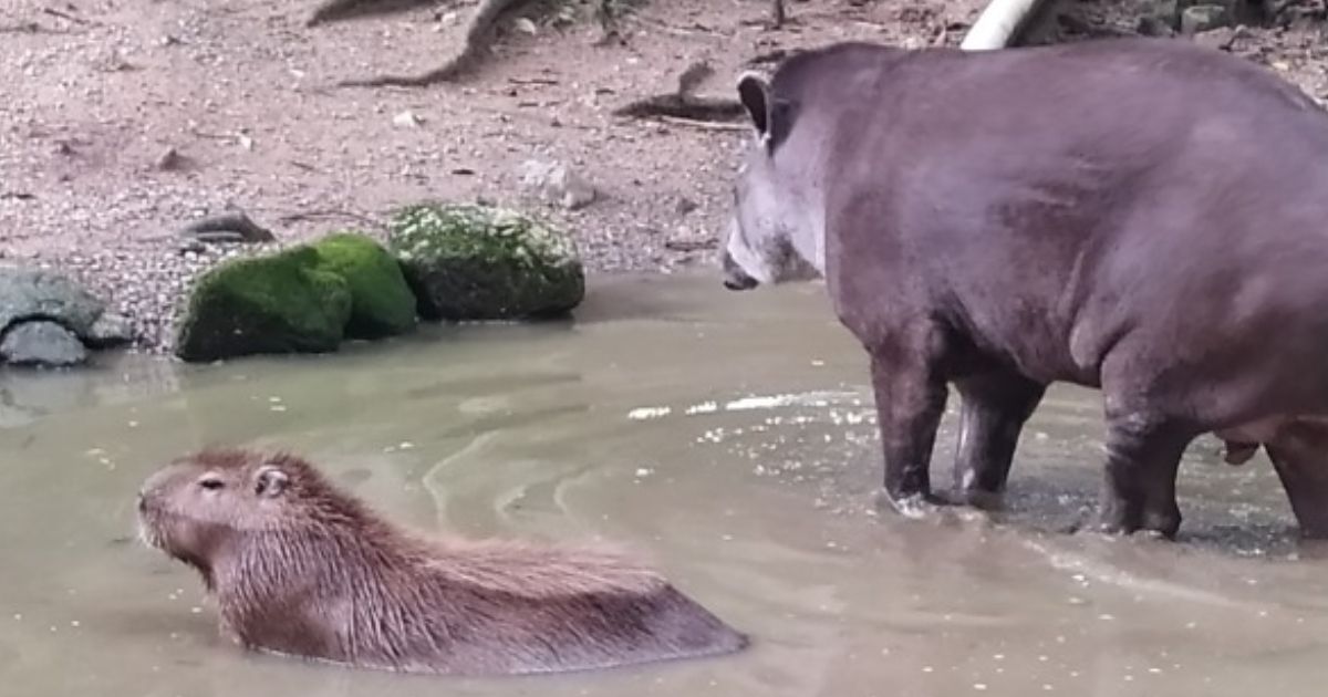 Você é uma capivara?