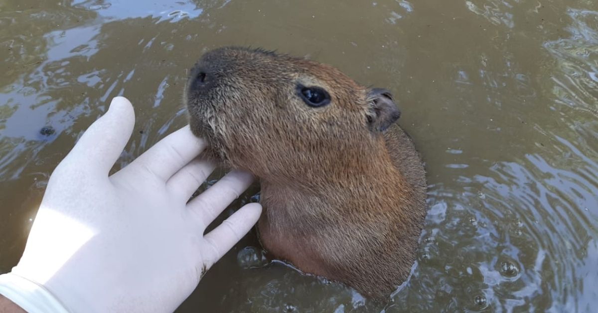 Qual capivara você é?