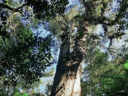 INTRODUÇÃO árvores em extinção brusque