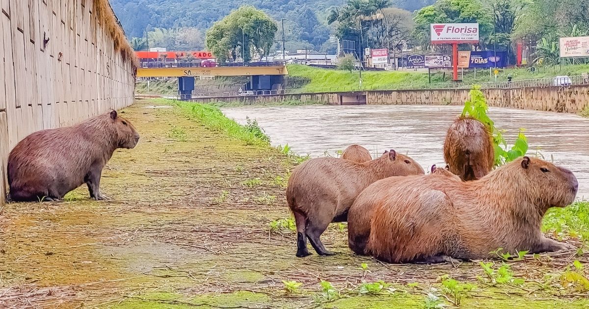 Brusque Mil Grau - Essa filó não é fraca! 😅🤡 #capivara