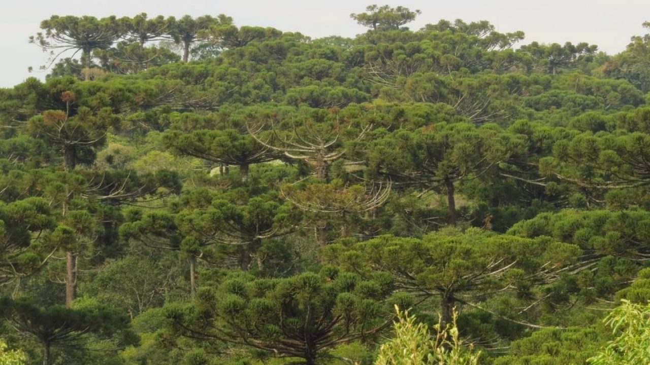 Árvore que dá origem ao xarope de ácer enfrenta risco de extinção