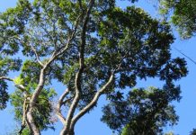árvores em extinção brusque