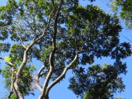 árvores em extinção brusque