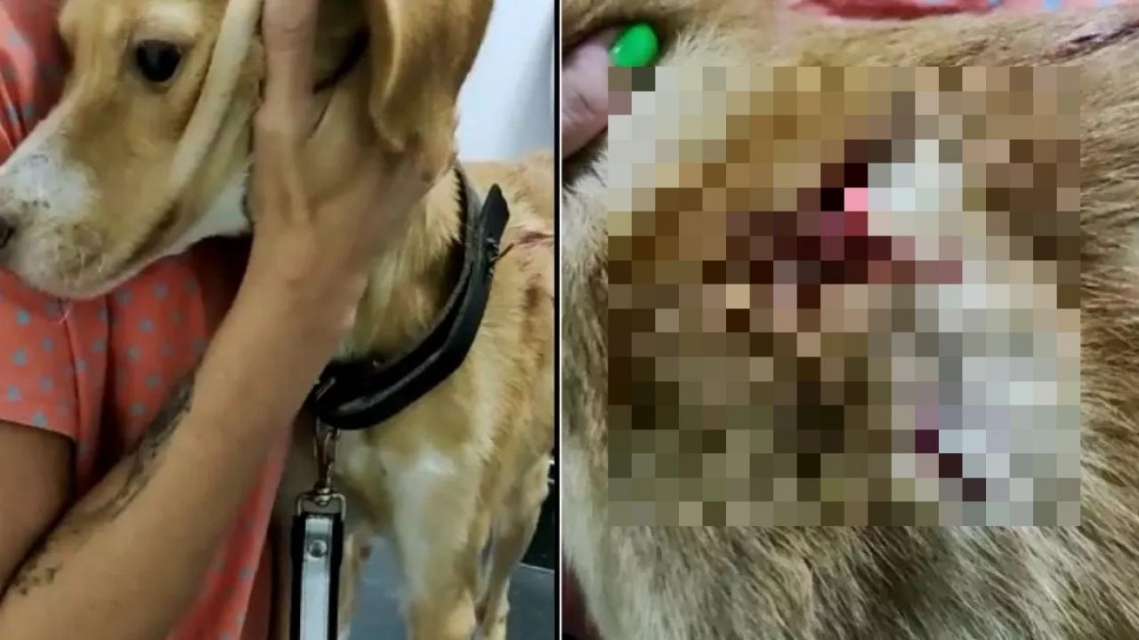 VÍDEO - Homem é preso após esfaquear cachorro e deixar outros três em  situação de maus-tratos em Brusque