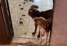 VÍDEO - Polícia resgata dois cães abandonados em casa após denúncia de maus-tratos em Blumenau