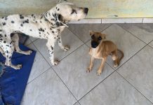 VÍDEO - Três cães são resgatados em situação de magreza, sem água e comida em Brusque