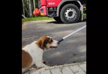 Cachorro é resgatado pelo Corpo de Bombeiros após ficar ilhado em mangue em SC