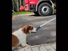 Cachorro é resgatado pelo Corpo de Bombeiros após ficar ilhado em mangue em SC