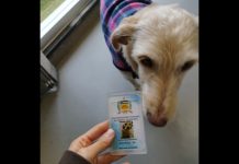 Cachorra Shakira viraliza após ganhar crachá de funcionária da UFSC