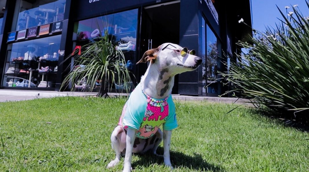 Cachorrinha influencer Madalena mostra as novidades da nova loja da Pet Center