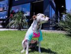 Cachorrinha influencer Madalena mostra as novidades da nova loja da Pet Center