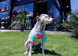 Cachorrinha influencer Madalena mostra as novidades da nova loja da Pet Center