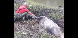 Vaca fica atolada por 18 horas e é resgatada pelo Corpo de Bombeiros em Gaspar