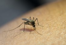 dengue