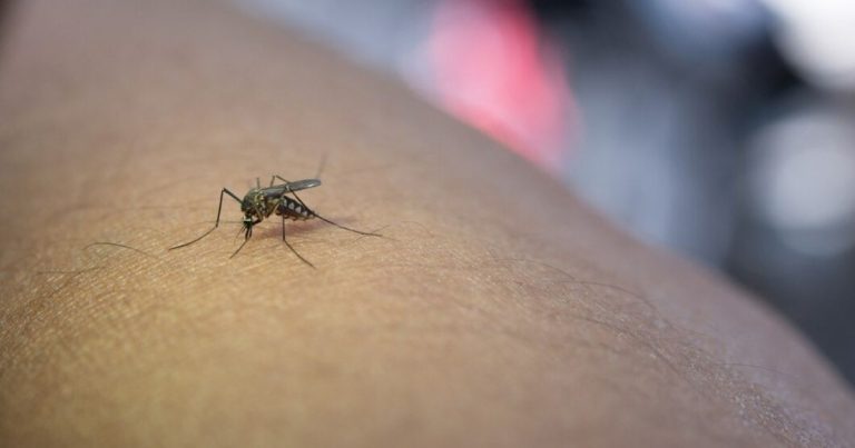 dengue