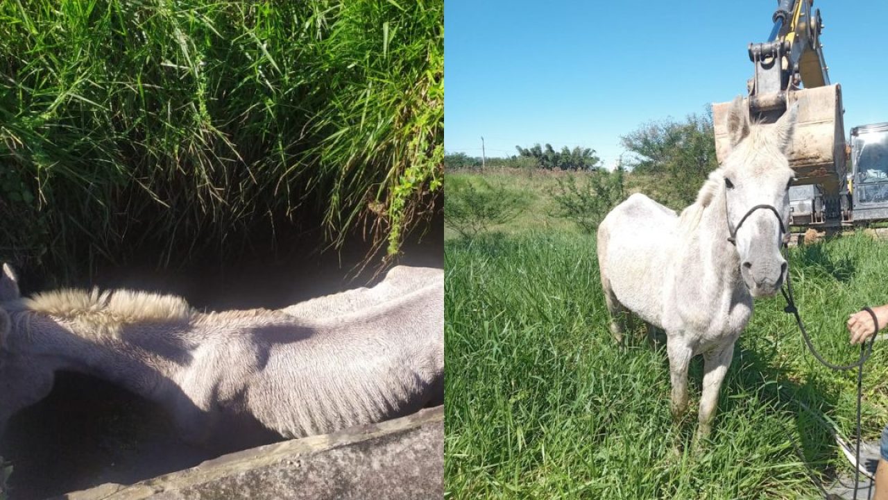 VÍDEO - Cavalo é resgatado após cair em córrego de 2 metros de  profundidade, em Biguaçu