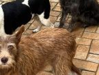 cães