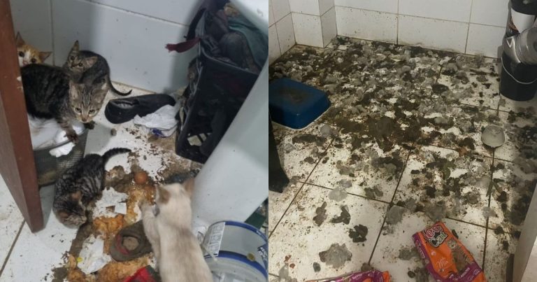 apartamento imundo Porto Belo