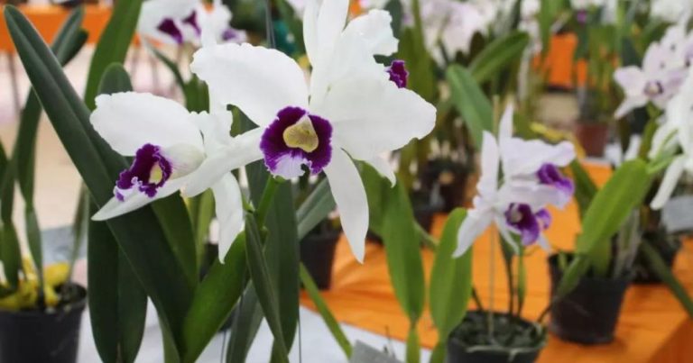 Exposição de Orquídeas