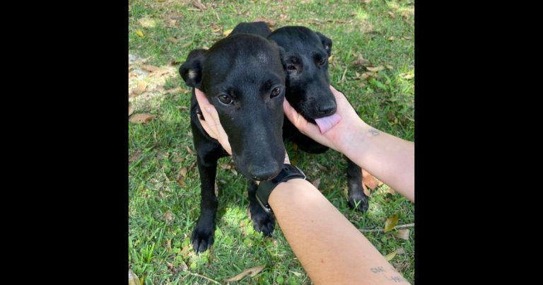 abandono de animais