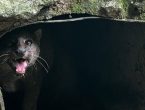Gato-mourisco