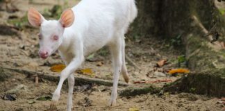 Veado albino