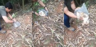 Cão encontrado dentro de sacola