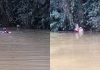 Cão é resgatado