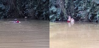 Cão é resgatado