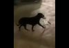 Cachorro furta
