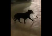 Cachorro furta