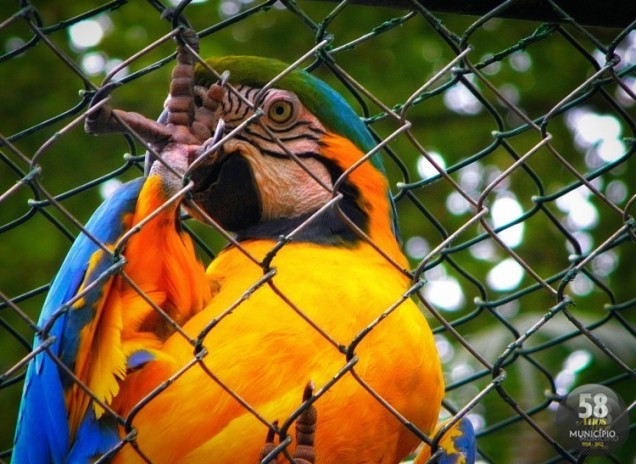 Arara é uma das aves que o público vai encontrar no Parque Zoobotânico de Brusque