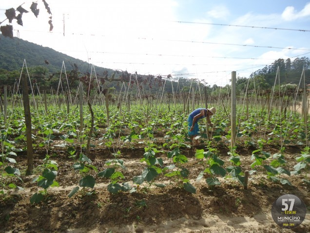 No bairro Cristalina, as plantações de pepino são para a venda em conserva ou in natura