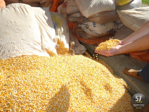 Cerca de dez mil toneladas são esperadas para a safra de grãos de milho em 2011