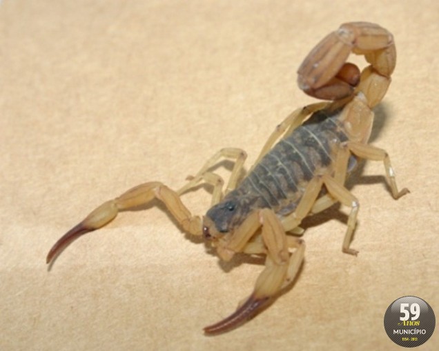 Mais de 50 escorpiões da espécie Tityus Bahiensis foram capturados